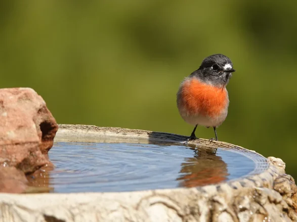 nature-bird