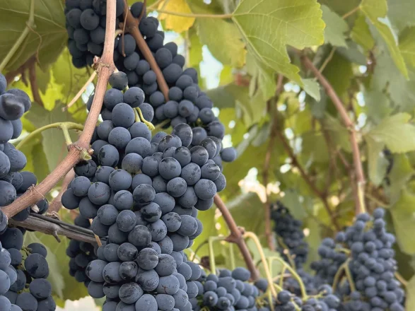 red-grapes-on-vine
