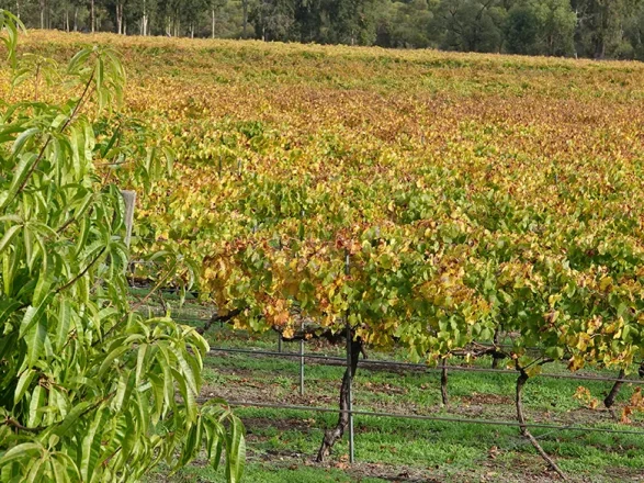 vines